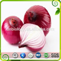 1%~20% Quercetin Red Onion extract (Other name:cipolla / Yangpa extract )